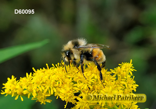 Tricolored Bumble Bee (Bombus ternaries)